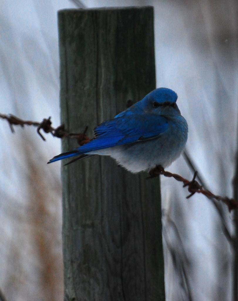 Inkwell Spotlight: Bluebird