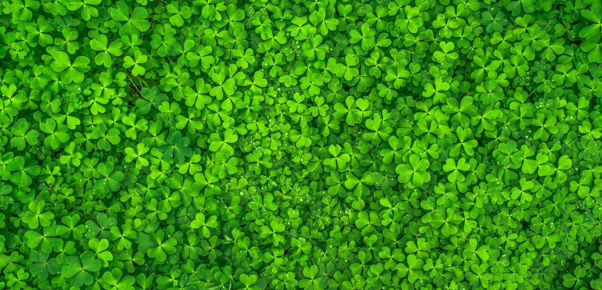 A Saint Patrick's Day Lesson