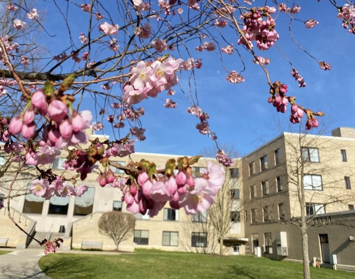 IRHA Swings Stags Into Spring