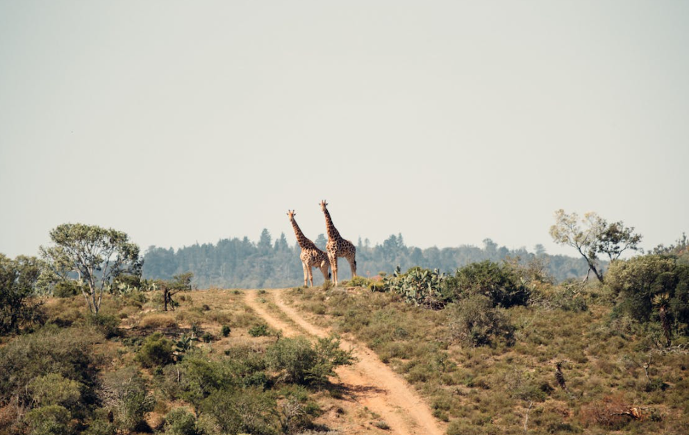 Global Fairfield Presents New Research Opportunities In Africa