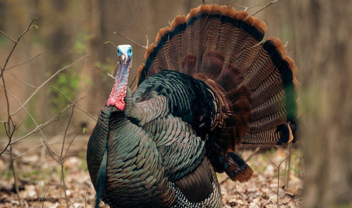 Turkeys Gone Wild: Friend or Foe?