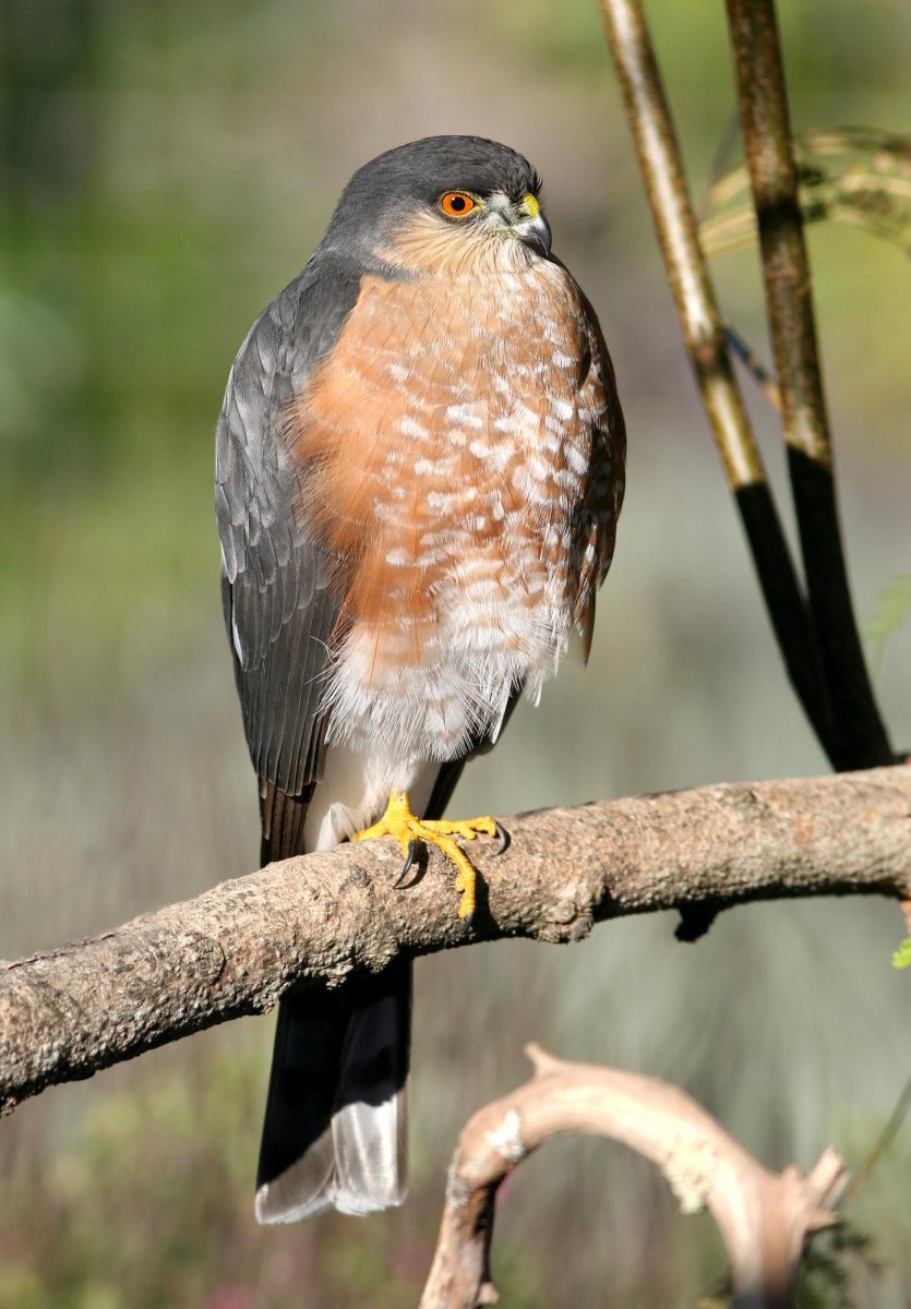 A sharp-shinned hawk, notable on Fairfield University's campus for their noisy presence behind Bannow Science Center. Photo courtesy of Wikipedia.